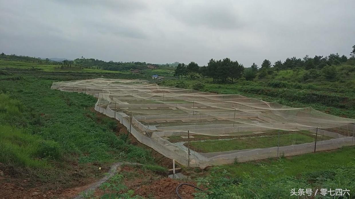 养殖泥鳅挣钱吗_致富养殖泥鳅图片_致富经泥鳅养殖