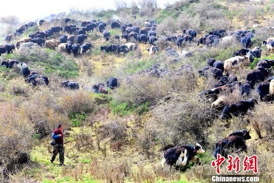 逼出来的“致富经”：“创业夫妻”生态养殖助牧民脱贫