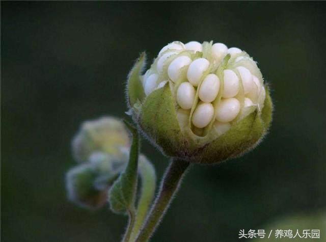 致富新项目养鸡_养鸡致富经_致富养鸡好段