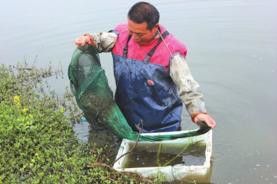 养河虾连亏10年，不放弃终于致富