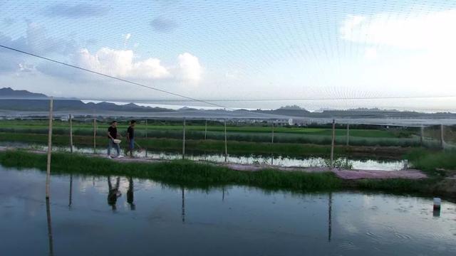 致富经泥鳅养殖_致富养殖泥鳅图片_养殖泥鳅挣钱吗