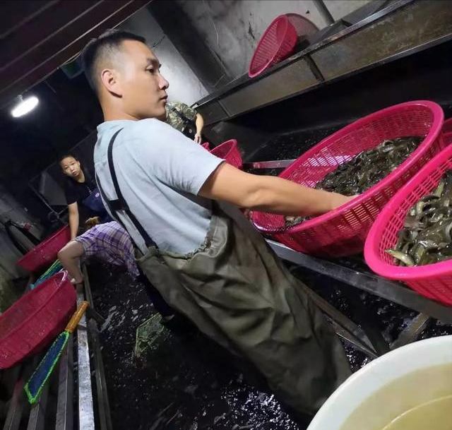 养殖泥鳅挣钱吗_致富养殖泥鳅图片_致富经泥鳅养殖