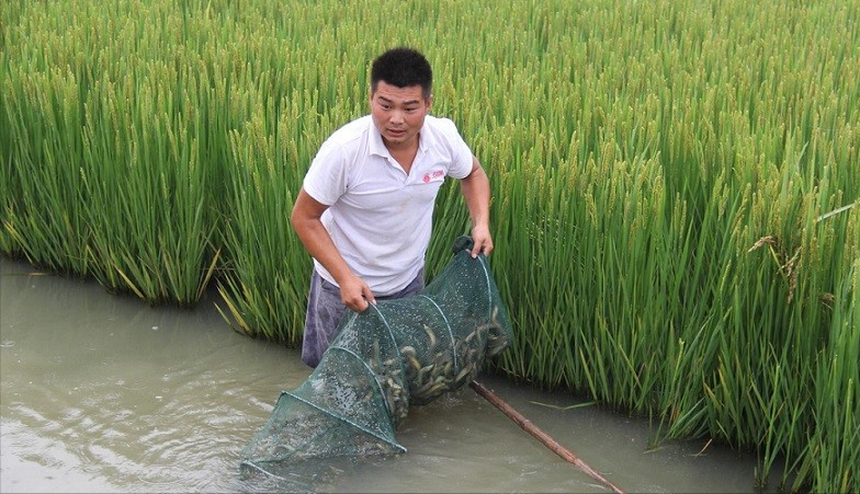 致富养殖泥鳅图片_养殖泥鳅挣钱吗_致富经泥鳅养殖