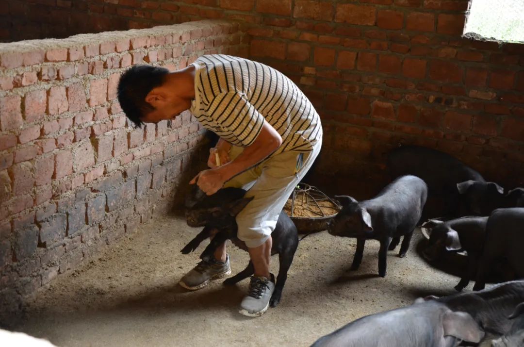 致富经养猪_致富养猪场_致富养猪如何玩