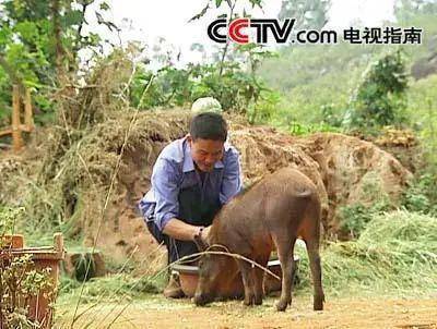 养鸡致富经_致富经养鸡视频大全_致富养鸡好段