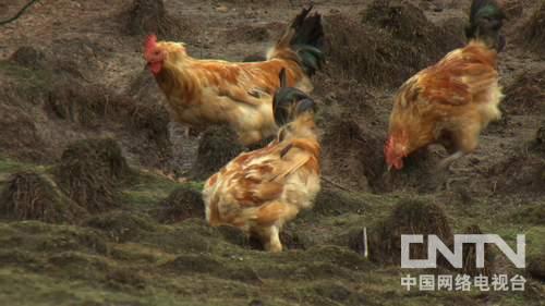 致富养鸡好段_致富养鸡视频_致富经养鸡