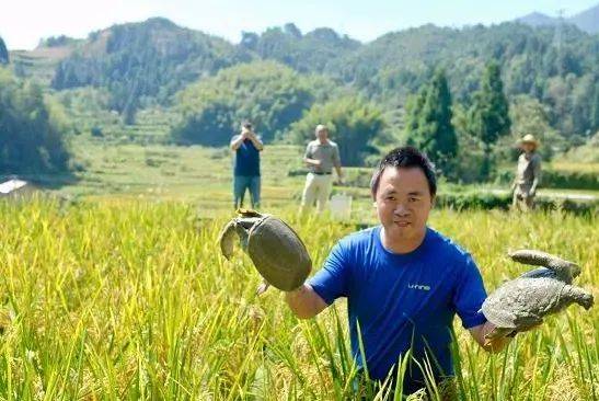 养殖甲鱼富豪_致富经养甲鱼_养甲鱼致富视频