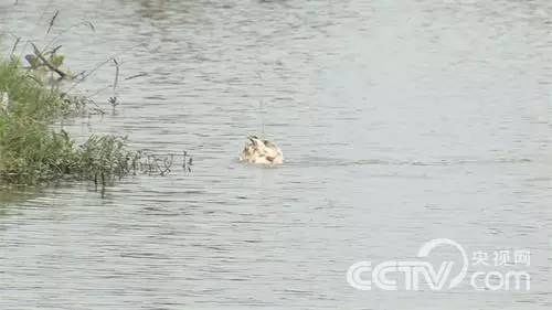 致富经甲鱼养殖技术视频_致富经养甲鱼_养甲鱼致富视频