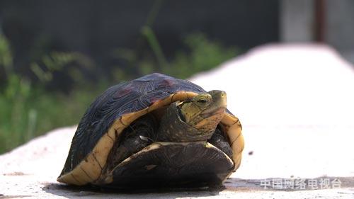 养甲鱼致富视频_致富经养甲鱼_致富经甲鱼养殖技术视频