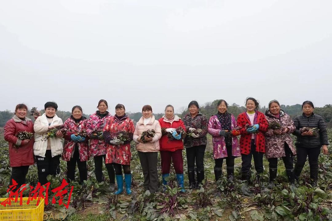 致富农业节目_农业致富经_致富农业网