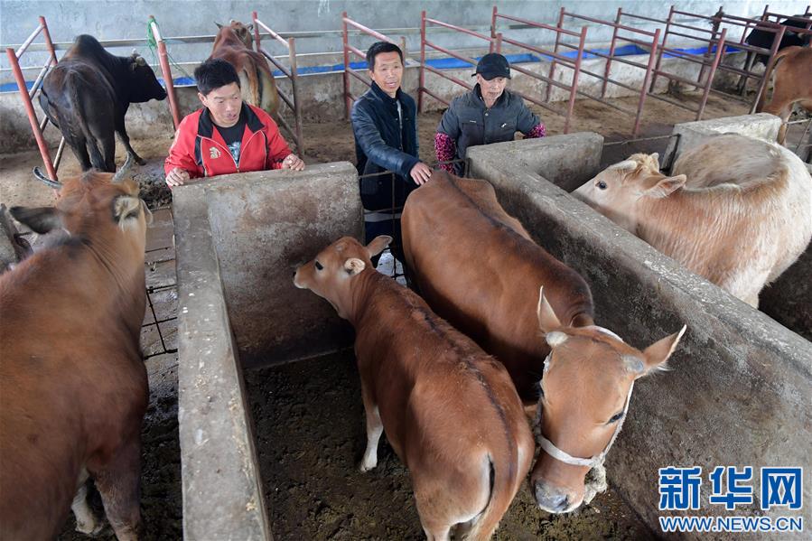 致富经牛_致富牛人阿福_致富牛人