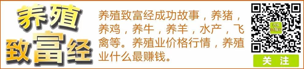 农村养殖什么项目好？2020年农村养殖项目排行榜