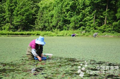 豌豆施肥技术