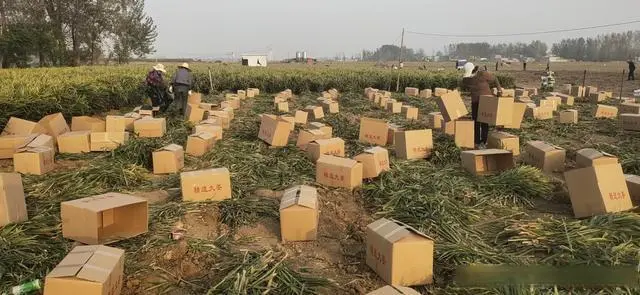 致富种植视频全集_种植致富经_致富种植业