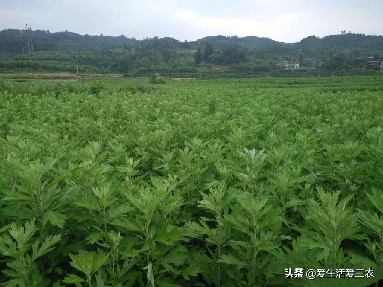 致富种植创业项目_致富种植什么比较赚大钱_种植致富经