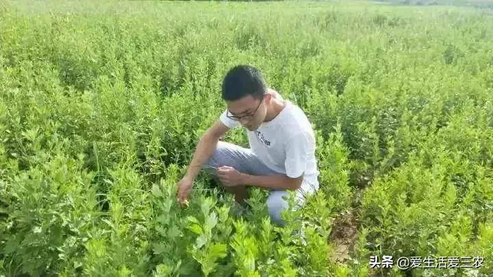 致富种植创业项目_致富种植什么比较赚大钱_种植致富经