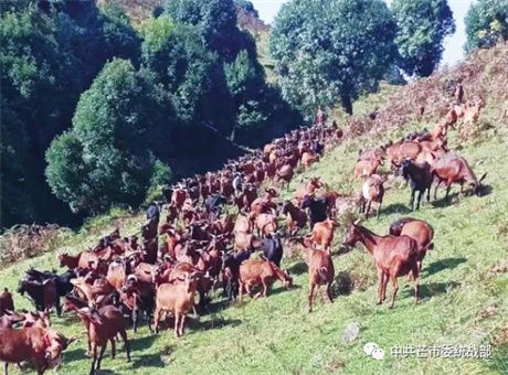 怎样致富致富_致富经羊_致富羊群满山跑