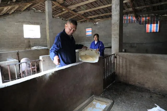 致富经养猪_致富养猪场赚钱版_致富养猪场