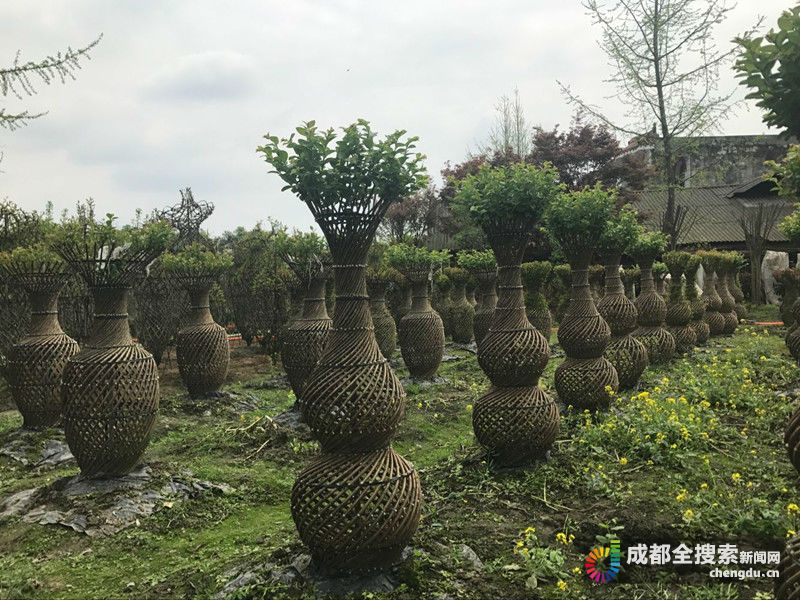 致富经_致富经2017_致富经一亩地赚40万