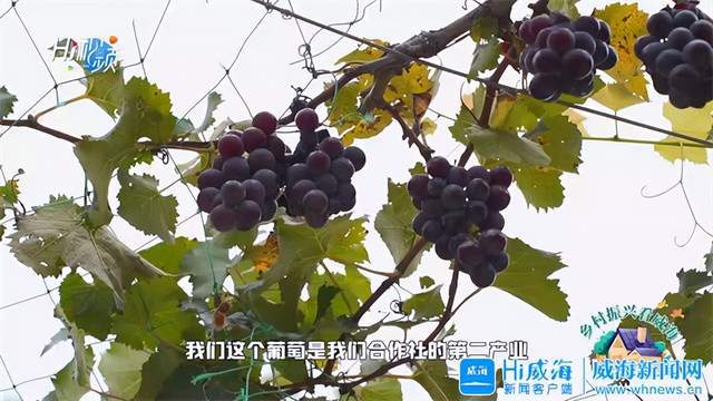 致富频道是什么频道_致富经频道_致富频道拼音