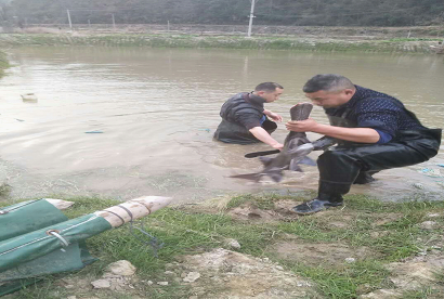 致富鱼丰收_致富经鱼_致富鱼游出产业振兴路