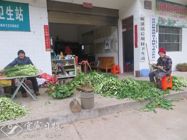 蕨溪镇后坝村：芽菜种植种出村民致富经