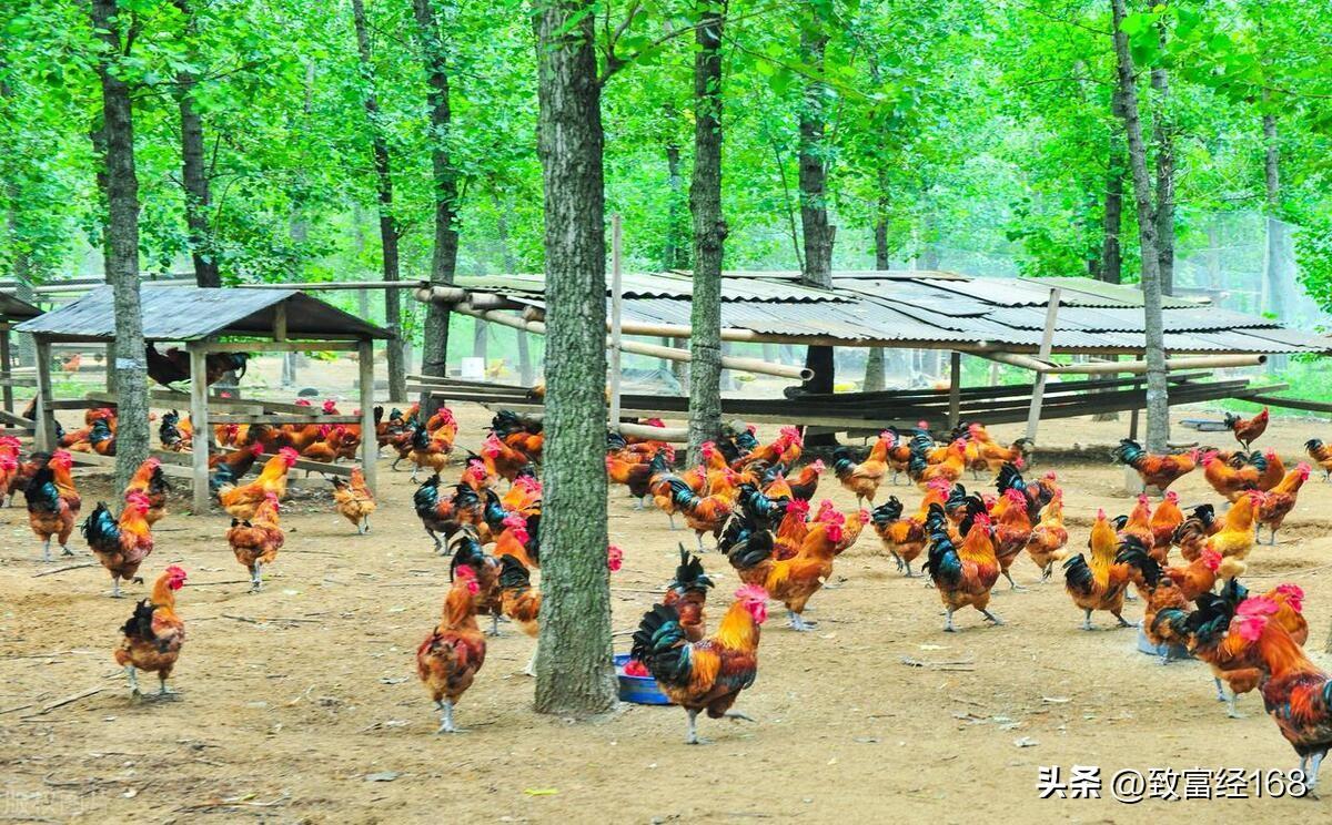 致富鸡幸福路_致富经鸡_致富经养鸡视频大全