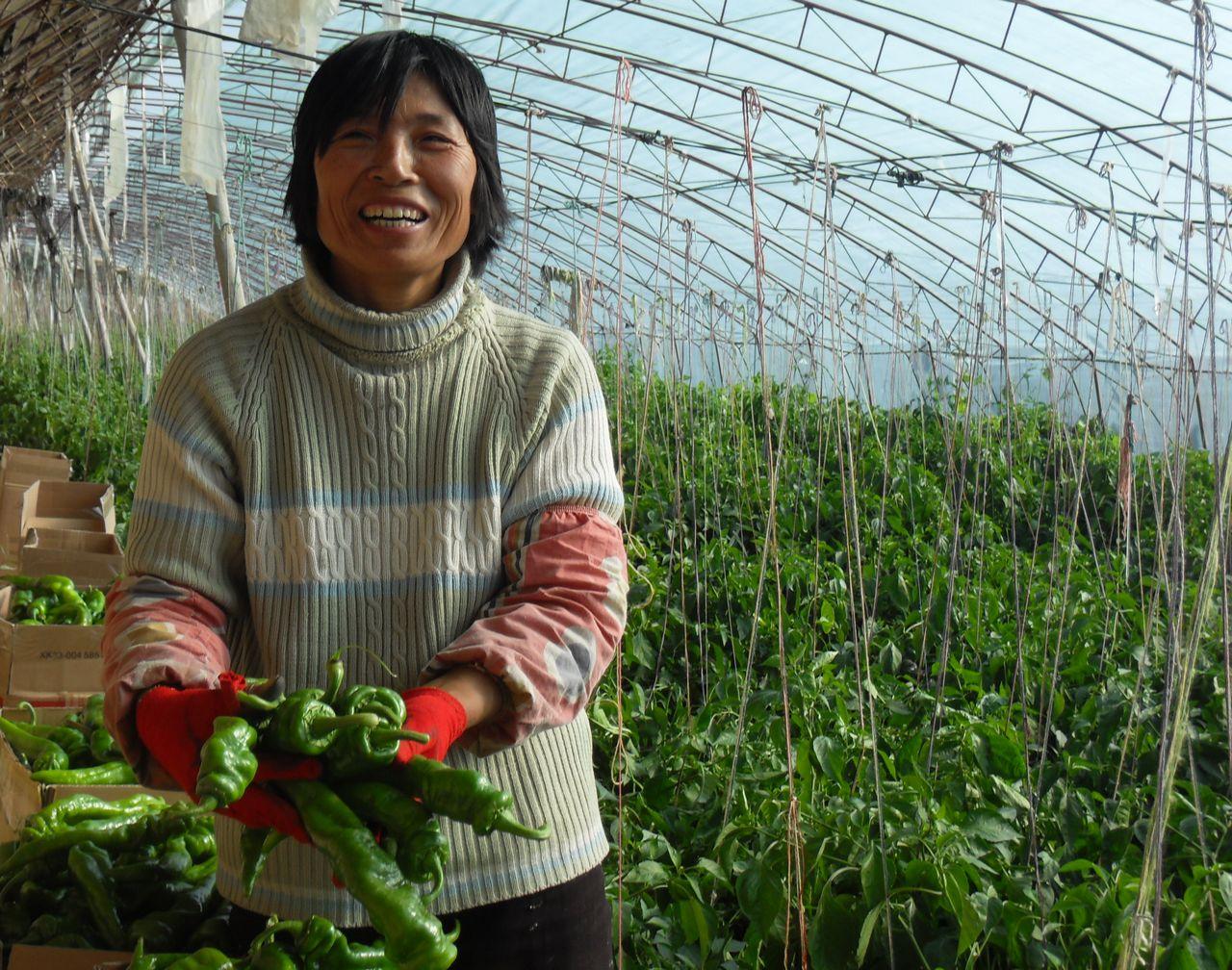 致富种植糖料蔗文案怎么写_致富经种植_致富种植视频全集