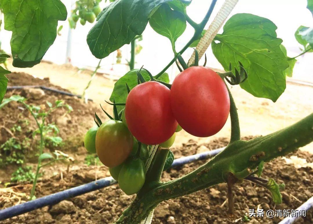 致富种植什么比较赚大钱_致富种植视频全集_致富经种植