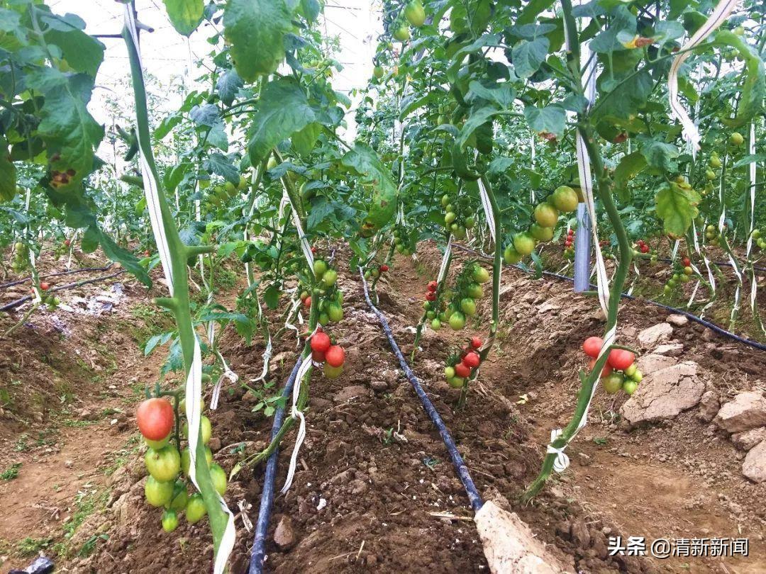 致富经种植_致富种植什么比较赚大钱_致富种植视频全集