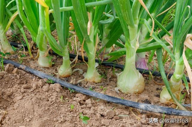 致富经种植_致富种植什么比较赚大钱_致富种植业