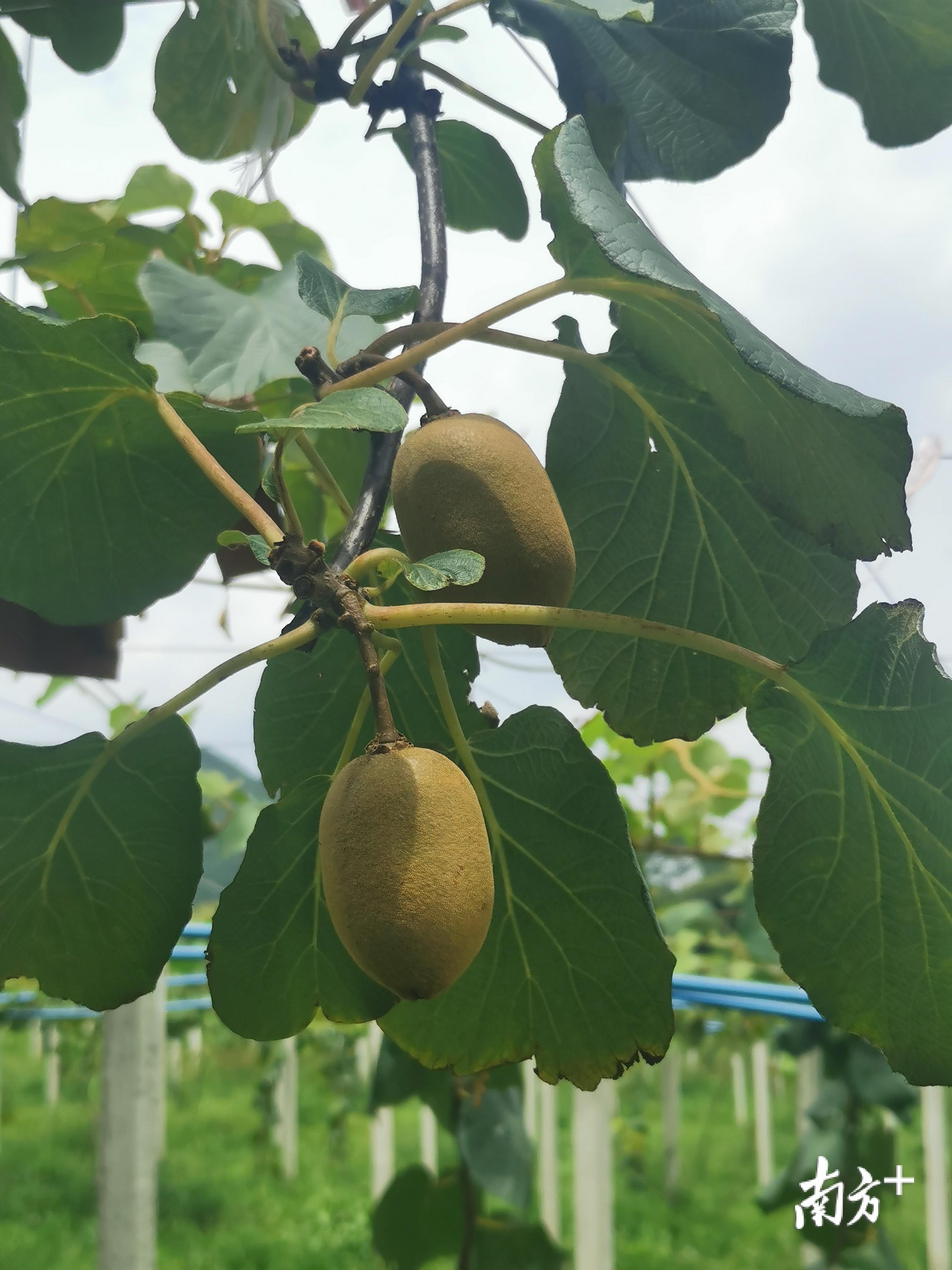 致富经种植_致富种植糖料蔗文案怎么写_致富种植业