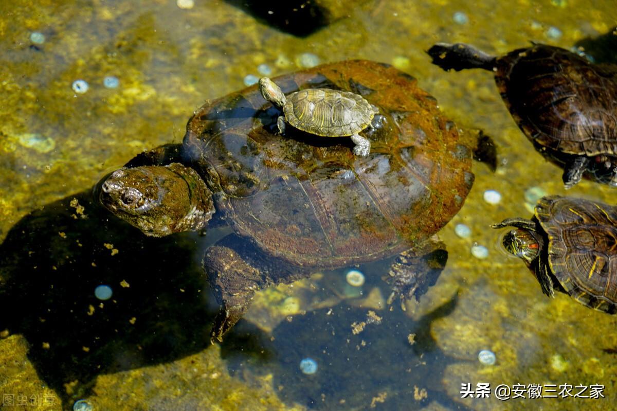 养龟致富视频_致富经养乌龟_致富经养龟