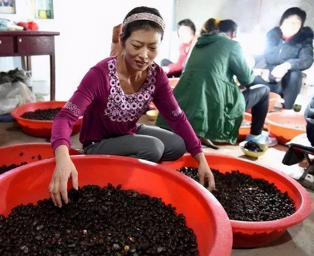 致富农民李文龙_农民致富经_致富农民有情怀打一成语