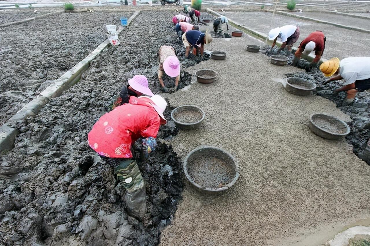 致富农民李文龙_致富农民有情怀打一成语_农民致富经