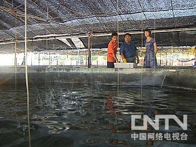 cctv7致富技术_cctv7致富經黑鸡养殖_致富经cctv7