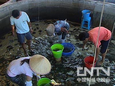 cctv7致富技术_致富经cctv7_cctv7致富經黑鸡养殖