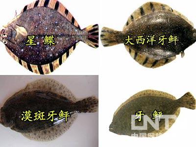 致富经cctv7_cctv7致富技术_cctv7致富經黑鸡养殖