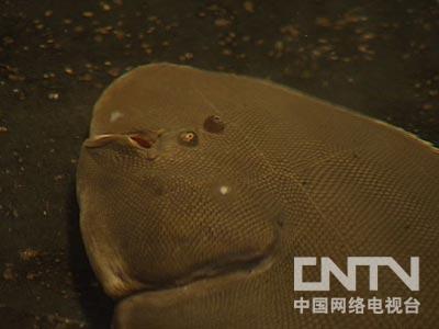 cctv7致富技术_cctv7致富經黑鸡养殖_致富经cctv7