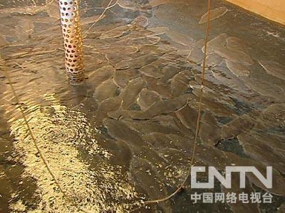 cctv7致富經黑鸡养殖_cctv7致富技术_致富经cctv7