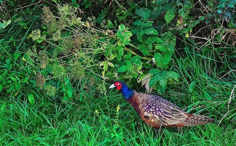 致富养殖泥鳅怎么样_致富养殖泥鳅视频_致富经泥鳅养殖