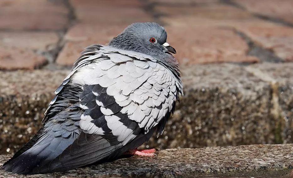 致富养殖泥鳅怎么样_致富养殖泥鳅视频_致富经泥鳅养殖