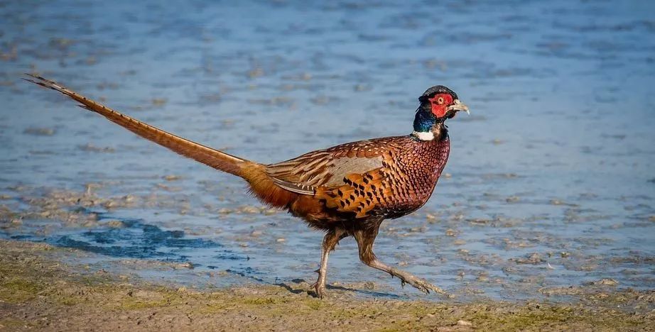 致富经泥鳅养殖_致富养殖泥鳅怎么样_致富养殖泥鳅视频