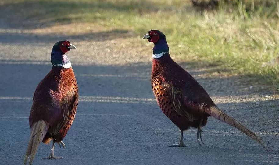 致富养殖泥鳅视频_致富经泥鳅养殖_致富养殖泥鳅怎么样