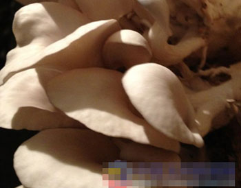 致富三农养鸡视频_致富三农养牛视频_三农致富经