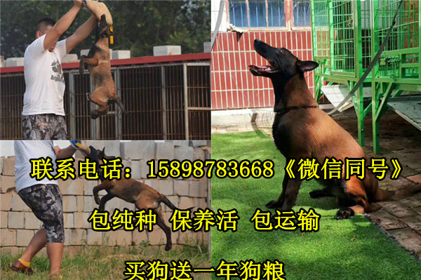 湖南郴州桂阳县致富经马犬养殖视频