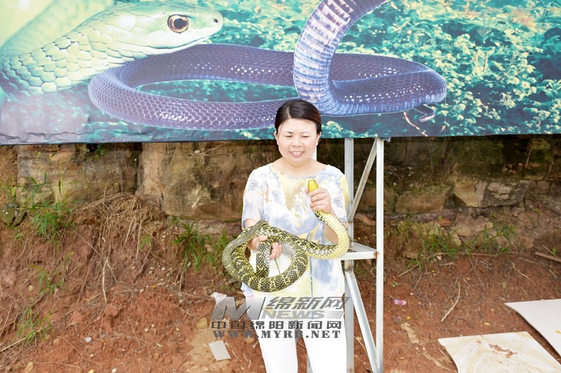 绵阳日报:45岁的霍海琼养蛇，闯出独特致富门路