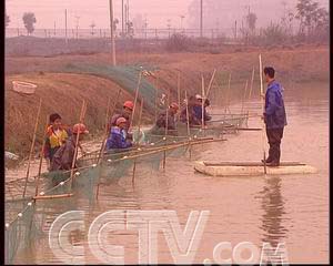 致富经室内养虾视频_致富经淡水虾养殖视频_致富经养虾