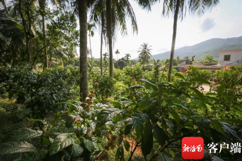 退役军人返乡创业，书写林下种植野生鹧鸪茶致富经