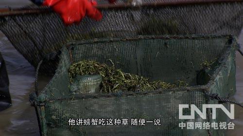 致富经养虾_致富经淡水虾养殖视频_致富经养殖虾